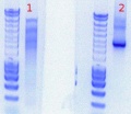 Thumbnail for version as of 10:50, 16 September 2011