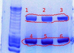 382TagGFP+PCMVK9-15-2011.JPG