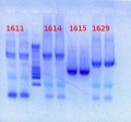 Thumbnail for version as of 09:55, 29 January 2013