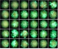 Thumbnail for version as of 10:04, 9 May 2016