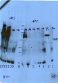 Thumbnail for version as of 16:59, 11 February 2014