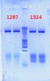 Thumbnail for version as of 15:00, 5 October 2012