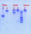 Thumbnail for version as of 13:58, 5 February 2013