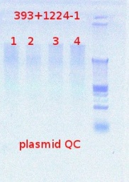 393+1224-1 plasmid QC 7-24-2012.JPG