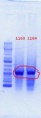 Thumbnail for version as of 15:58, 1 June 2012