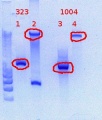 Thumbnail for version as of 13:10, 8 February 2012