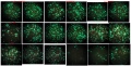 Thumbnail for version as of 14:03, 30 November 2013