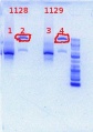 Thumbnail for version as of 13:45, 18 May 2012