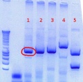 Thumbnail for version as of 14:32, 24 August 2012