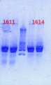 Thumbnail for version as of 10:00, 15 February 2013