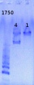 Thumbnail for version as of 11:31, 23 May 2013