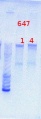 Thumbnail for version as of 13:30, 11 July 2013