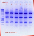Thumbnail for version as of 14:43, 7 July 2017