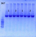 Thumbnail for version as of 11:44, 31 May 2013