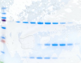 Taq 377-12-14-2011.jpg
