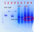 Thumbnail for version as of 10:08, 7 June 2012