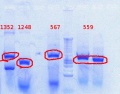 Thumbnail for version as of 13:27, 26 September 2012