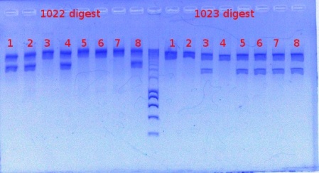 1022+1023 digest detect 4-10-2012.JPG