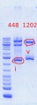Thumbnail for version as of 15:35, 4 June 2012