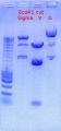 Thumbnail for version as of 16:21, 20 May 2011