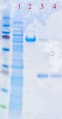 Thumbnail for version as of 11:20, 17 January 2012