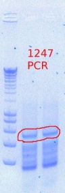 1247 PCR 7.16.2012.JPG