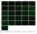 Thumbnail for version as of 13:29, 18 November 2011