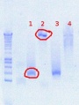 Thumbnail for version as of 16:20, 13 August 2012