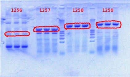 1257+1257+1258+1259 PCR 7-27-2012.JPG