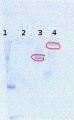 Thumbnail for version as of 15:57, 26 December 2012
