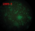 Thumbnail for version as of 11:28, 13 November 2013