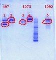 Thumbnail for version as of 09:13, 7 May 2012