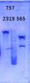 Thumbnail for version as of 13:45, 8 January 2015