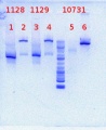 Thumbnail for version as of 15:44, 17 May 2012