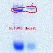 345-PET30b digest-9-26-2011.JPG