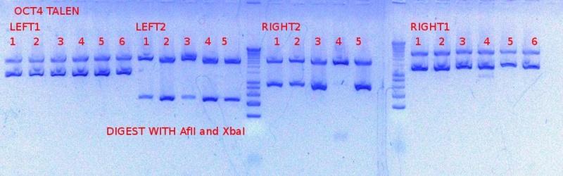 File:OCT4FIRST STEP.JPG
