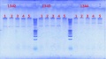 Thumbnail for version as of 12:57, 27 August 2012