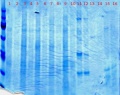 Thumbnail for version as of 11:16, 9 November 2012
