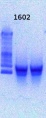 Thumbnail for version as of 12:19, 12 February 2013