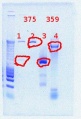 Thumbnail for version as of 16:22, 10 November 2011