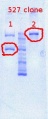 Thumbnail for version as of 14:03, 23 May 2012