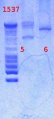 Thumbnail for version as of 15:46, 19 February 2013