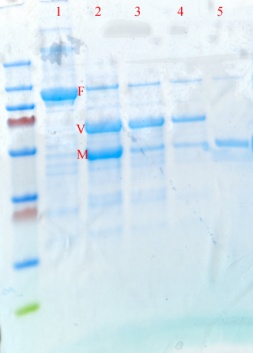 Vp16 purification2 4 28 2011.jpg