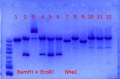 Thumbnail for version as of 14:06, 12 June 2012