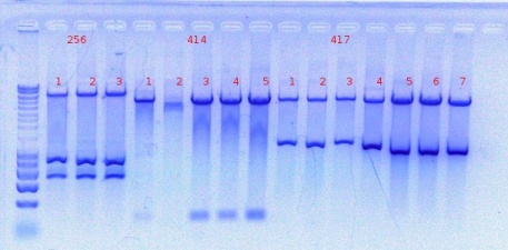 256,414,417digest detect10-3-2011.JPG