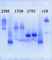 Thumbnail for version as of 11:56, 10 June 2013