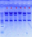 Thumbnail for version as of 11:51, 24 August 2012
