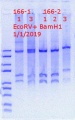 Thumbnail for version as of 18:23, 1 January 2019