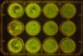 Thumbnail for version as of 10:06, 13 January 2012