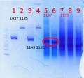 Thumbnail for version as of 10:22, 7 June 2012